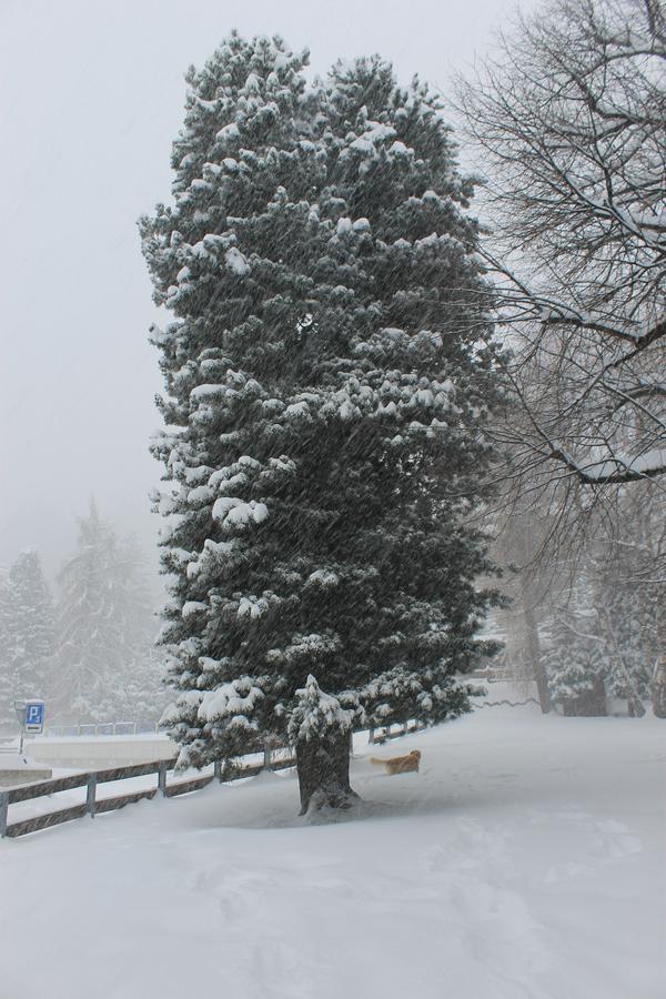 Greppon Blanc A2 Apartment Nendaz Bagian luar foto